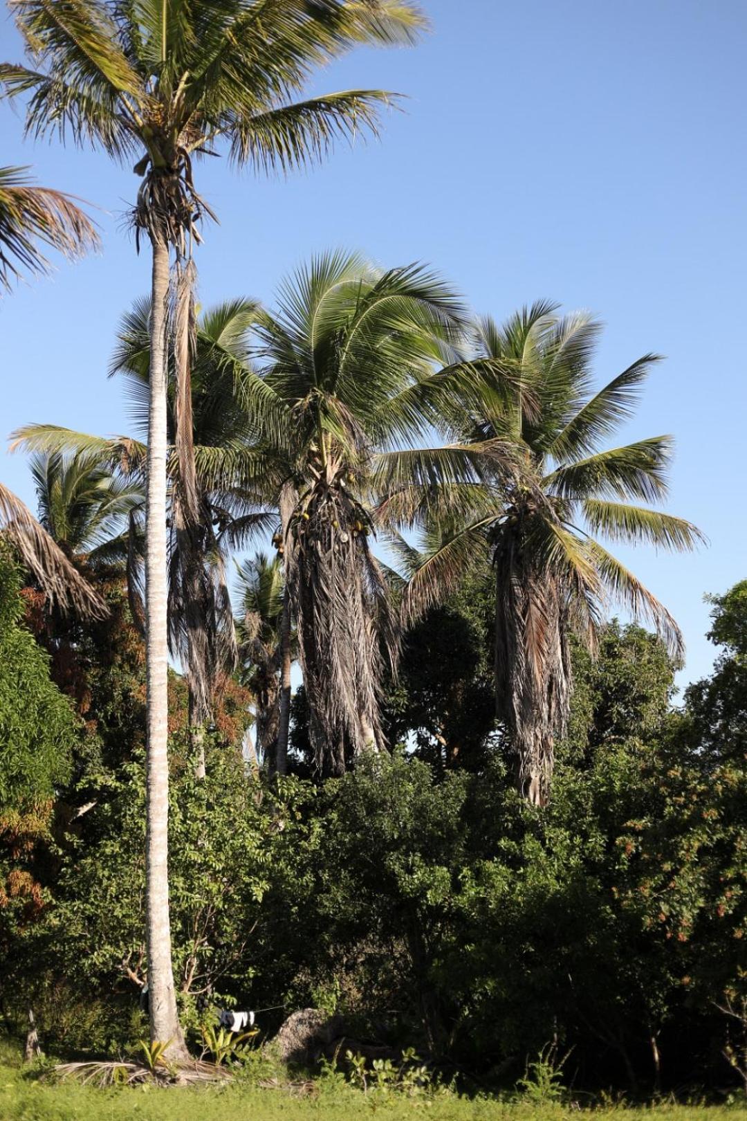 Casa de férias Casa De Barro Em Fazenda Regenerativa Na Bahia *
